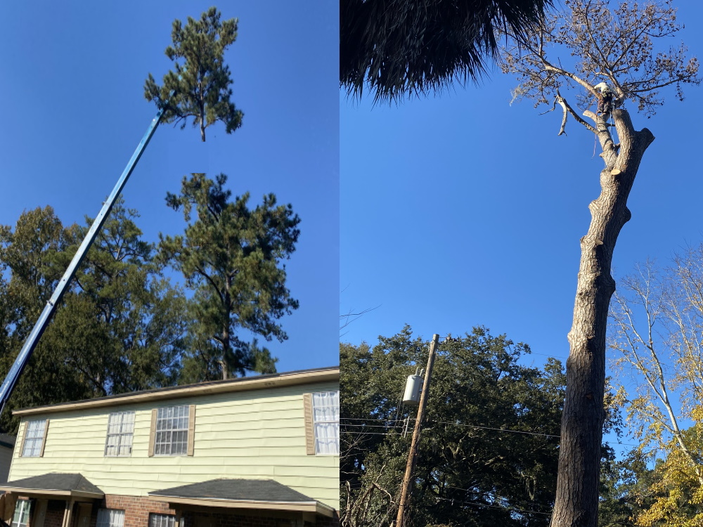 Crane-Assisted Tree Removal Services in Savannah Ga